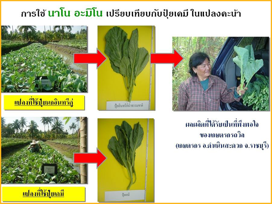 ทดลองการใช้นาโนอะมิโนกับแปลงคะน้า